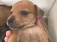 Doa se cachorrinhos