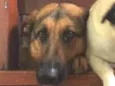 Bela