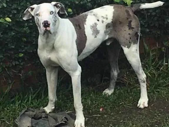 Cachorro ra a Dogue Alemão idade 6 ou mais anos nome Fluffy 