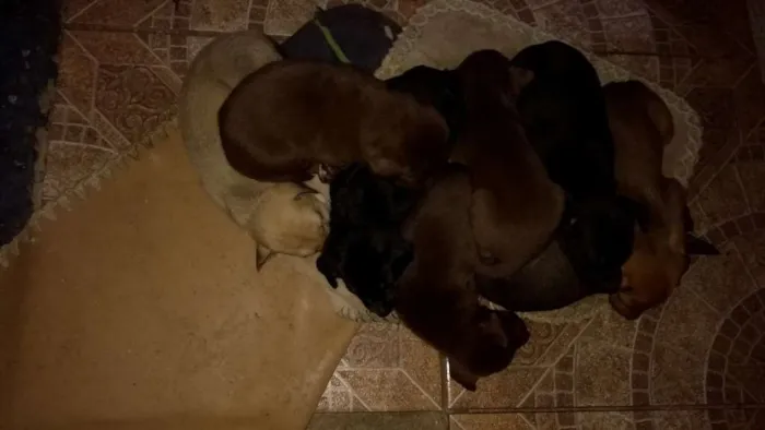 Cachorro ra a Vira lata idade Abaixo de 2 meses nome Filhotes