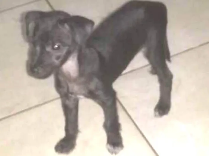 Cachorro ra a Vira Lata idade 2 a 6 meses nome Percy