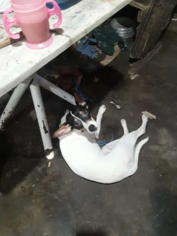 Cachorro raça Mestiço idade 1 ano nome Betoven 