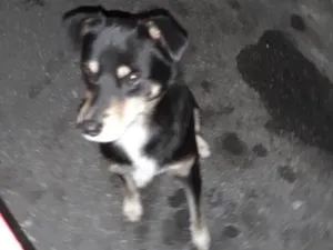 Cachorro raça Srd idade 2 anos nome S/nome