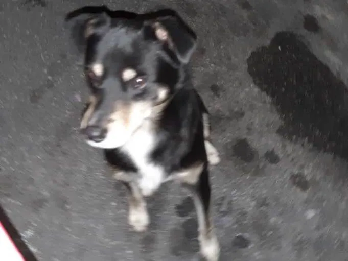 Cachorro ra a Srd idade 2 anos nome S/nome