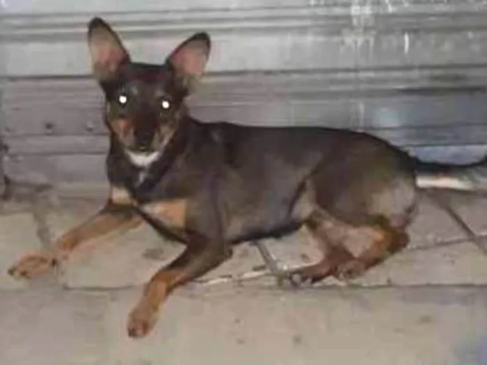 Cachorro ra a Srd idade 2 anos nome S/nome