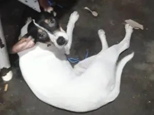 Cachorro raça Mestiço idade 1 ano nome Betoven 