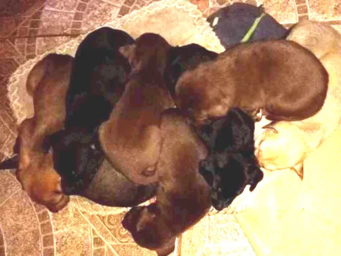 Cachorro ra a Vira lata idade Abaixo de 2 meses nome Filhotes