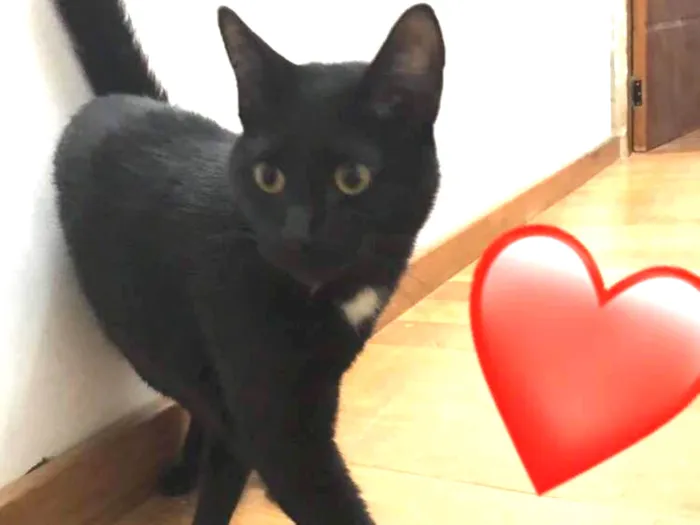 Gato ra a SRD idade 1 ano nome Sem nome 