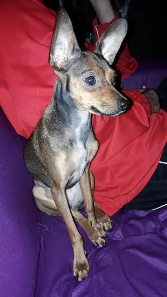 Cachorro ra a Pintier 2 idade 1 ano nome Lucy