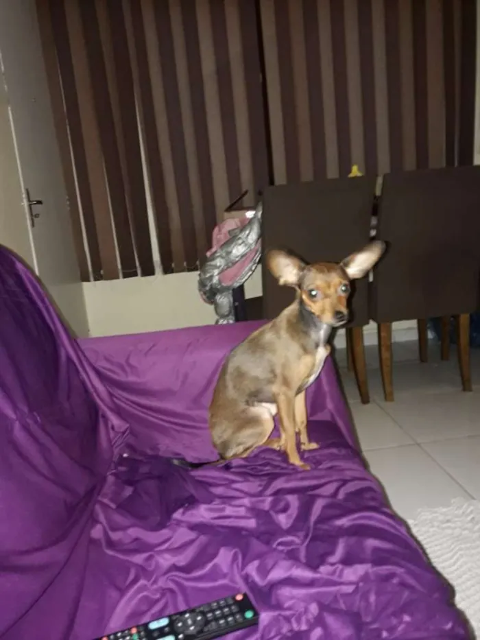 Cachorro ra a Pintier 2 idade 1 ano nome Lucy