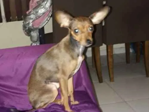 Cachorro ra a Pintier 2 idade 1 ano nome Lucy