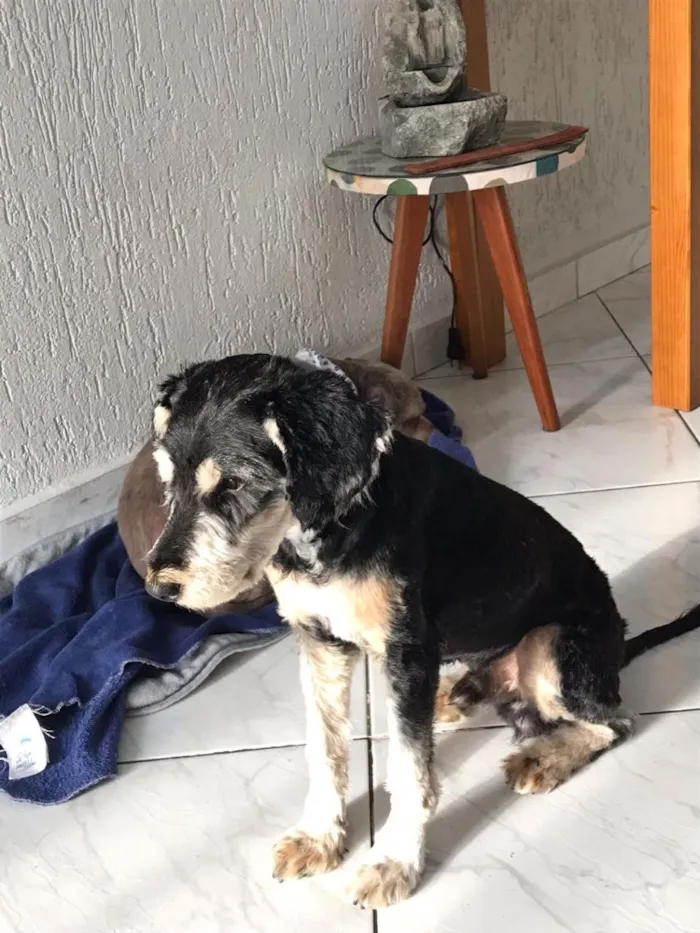 Cachorro ra a SRD idade 1 ano nome Tobias
