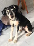 Tobias