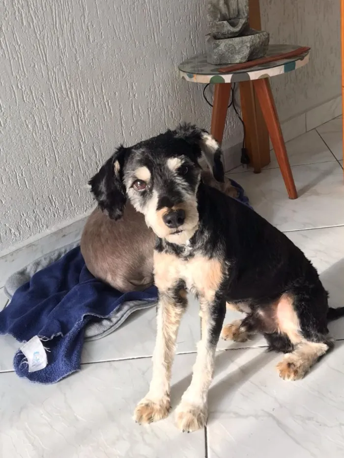 Cachorro ra a SRD idade 1 ano nome Tobias