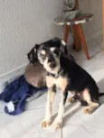 Tobias