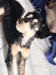 Tobias