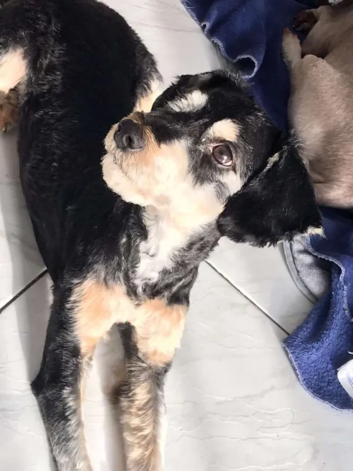 Cachorro ra a SRD idade 1 ano nome Tobias