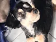 Tobias