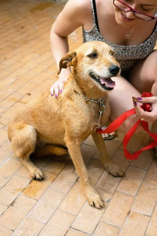 Cachorro ra a SRD idade 2 anos nome LÉIA