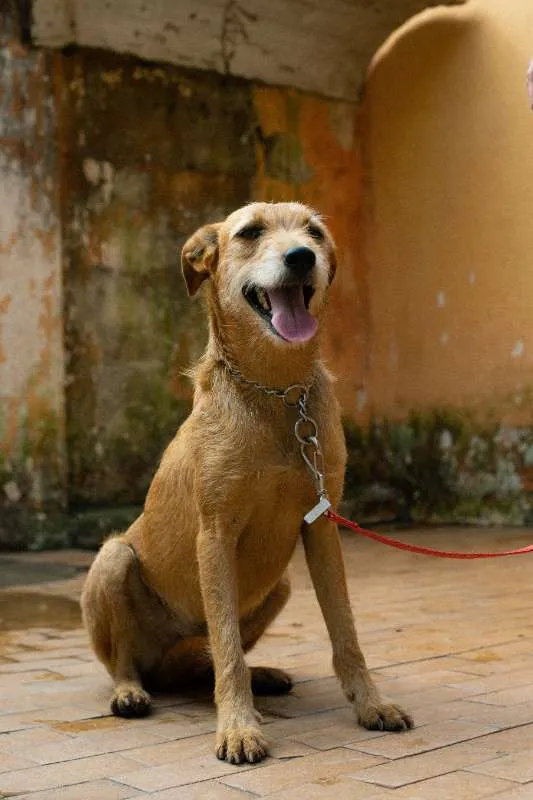 Cachorro ra a SRD idade 2 anos nome LÉIA