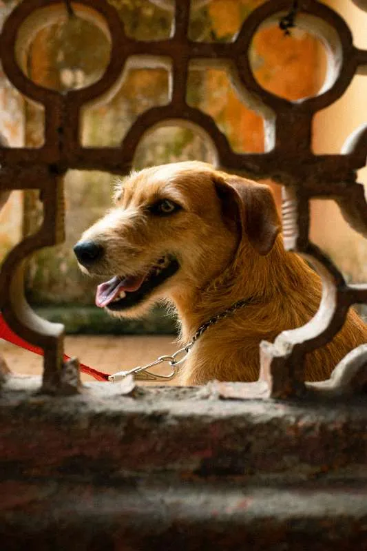 Cachorro ra a SRD idade 2 anos nome LÉIA