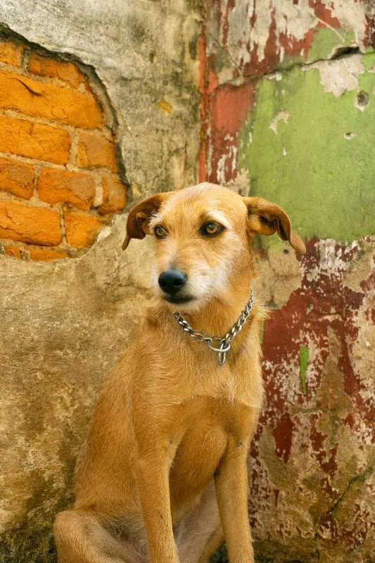 Cachorro ra a SRD idade 2 anos nome LÉIA