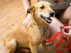 Cachorro raça SRD idade 2 anos nome LÉIA
