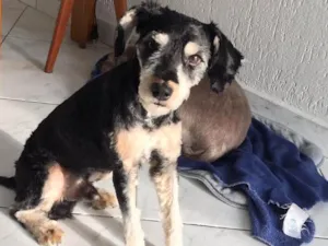 Cachorro raça SRD idade 1 ano nome Tobias