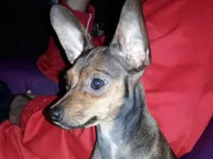 Cachorro raça Pintier 2 idade 1 ano nome Lucy