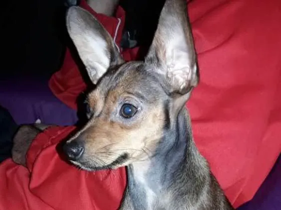 Cachorro ra a Pintier 2 idade 1 ano nome Lucy