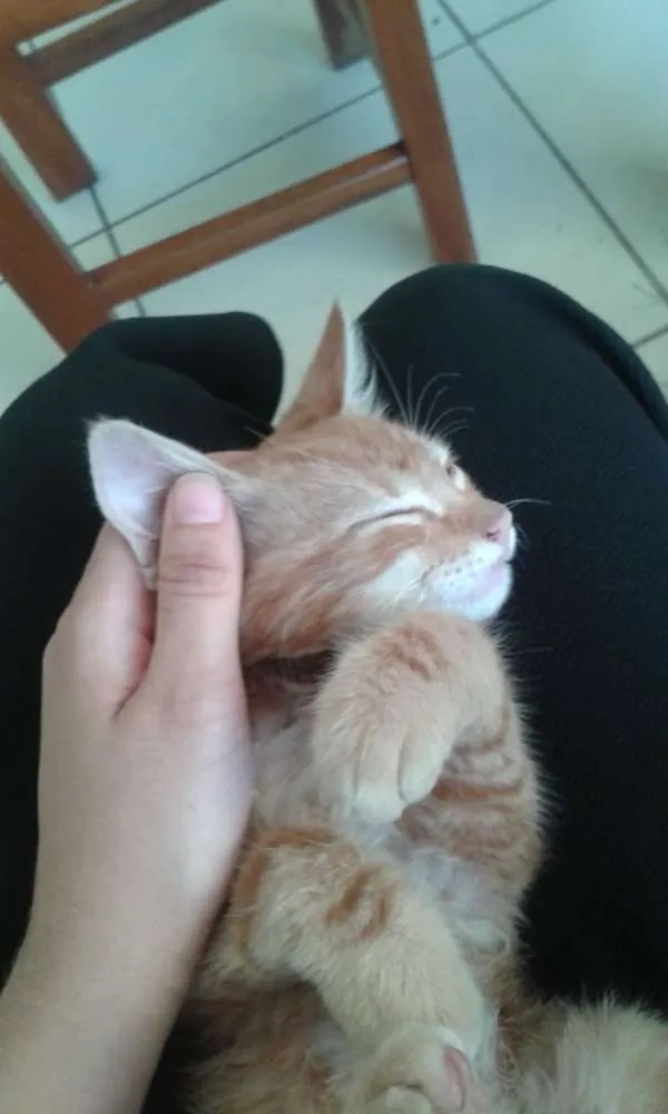 Gato ra a  idade 2 a 6 meses nome Jaime 