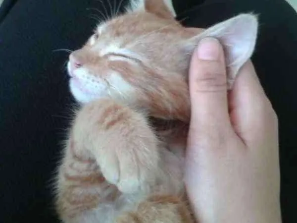 Gato ra a  idade 2 a 6 meses nome Jaime 