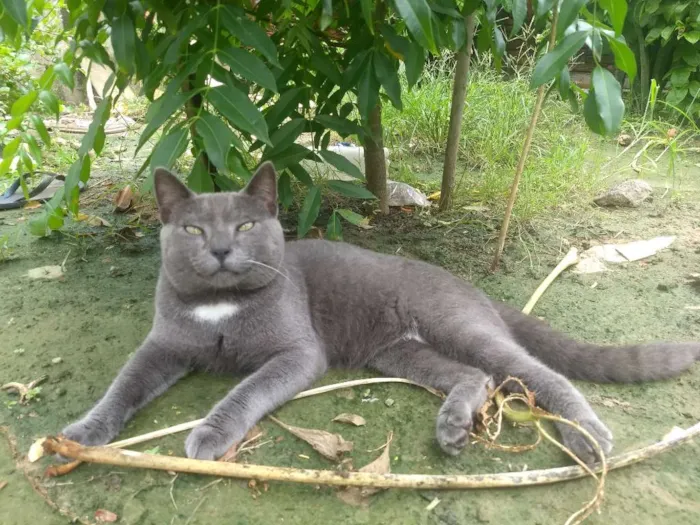 Gato ra a Chartreux idade 2 a 6 meses nome Boris