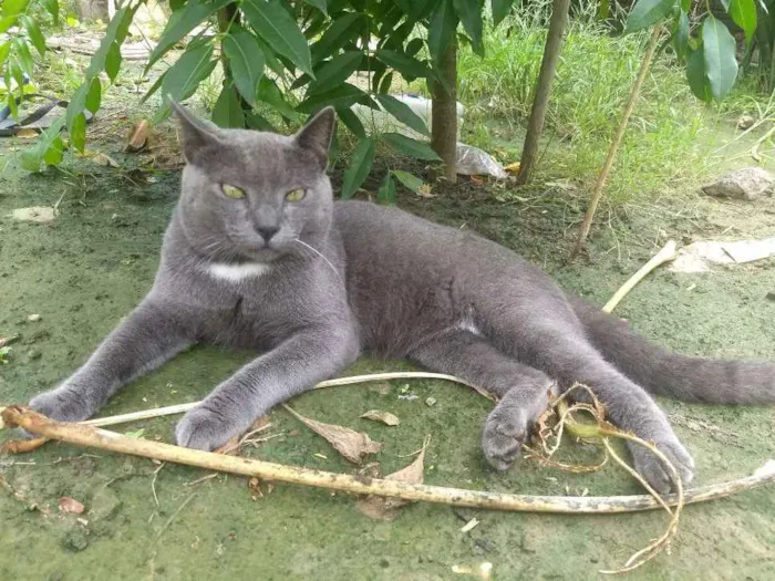 Gato ra a Chartreux idade 2 a 6 meses nome Boris