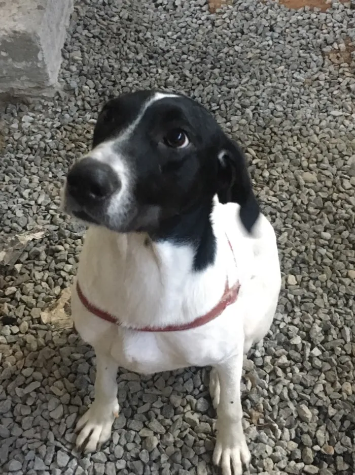 Cachorro ra a SRD idade 7 a 11 meses nome Laika