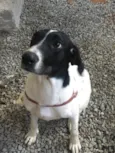 Laika