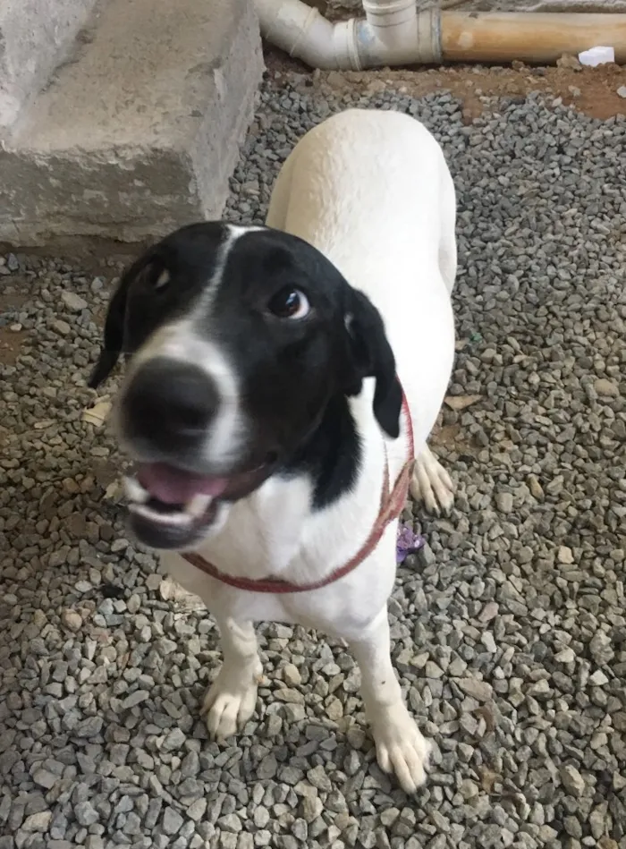 Cachorro ra a SRD idade 7 a 11 meses nome Laika