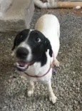 Laika