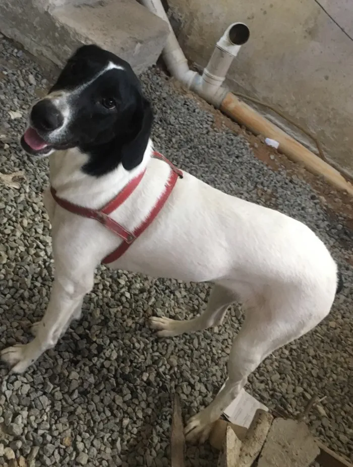 Cachorro ra a SRD idade 7 a 11 meses nome Laika