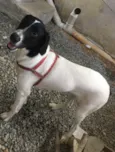 Laika