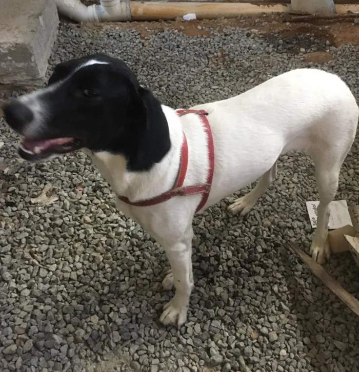 Cachorro ra a SRD idade 7 a 11 meses nome Laika