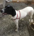 Laika