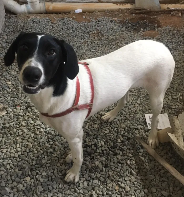 Cachorro ra a SRD idade 7 a 11 meses nome Laika