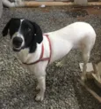 Laika