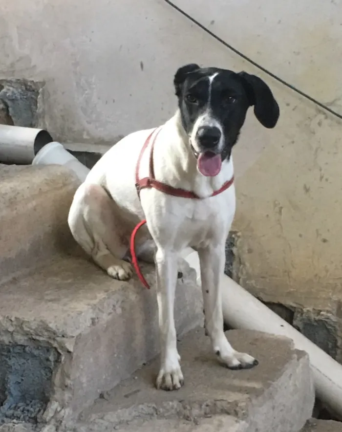Cachorro ra a SRD idade 7 a 11 meses nome Laika