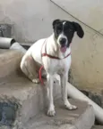Laika