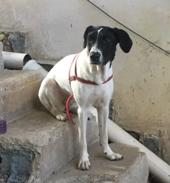 Cachorro ra a SRD idade 7 a 11 meses nome Laika