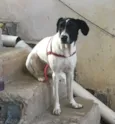 Laika