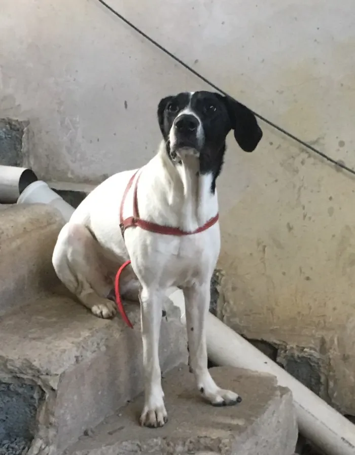 Cachorro ra a SRD idade 7 a 11 meses nome Laika