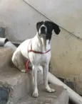 Laika